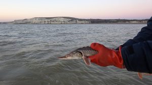 Sturtop Capture d’un esturgeon européen dans l’estuaire de Gironde lors d’une campagne Sturat en mars 2014