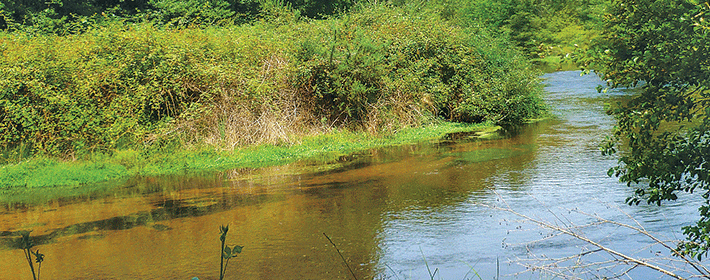 Deux nouvelles publications du projet Trame Bleue : « Génie végétal en berges de rivière et invasions biologiques » et « Connectivité écologique dans l’aménagement et la gestion des berges »